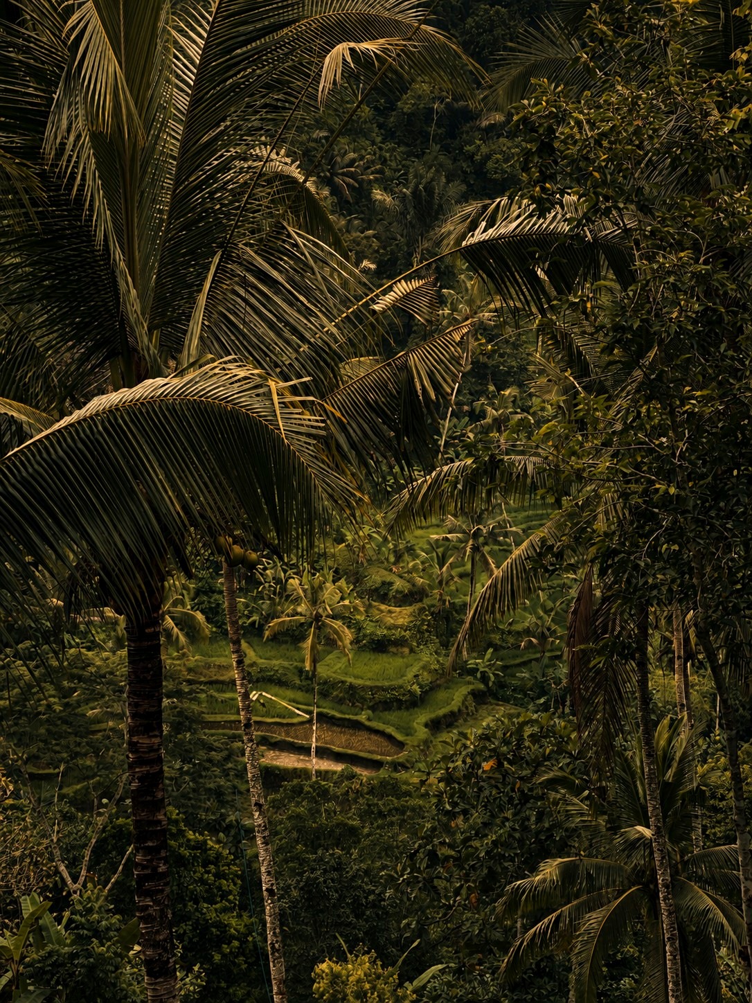 Riisiterrassid Ubudis